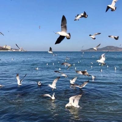 Vikram Chatterjee avatar